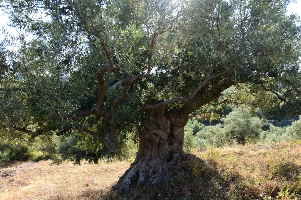 Our Family's Olive Oil Lakonia imports