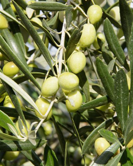 EVOO: Olive the Information on Quality Oil